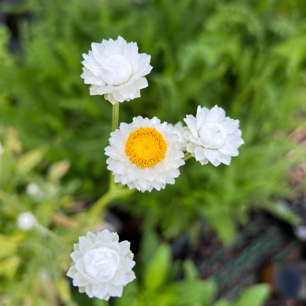 Winged Everlasting