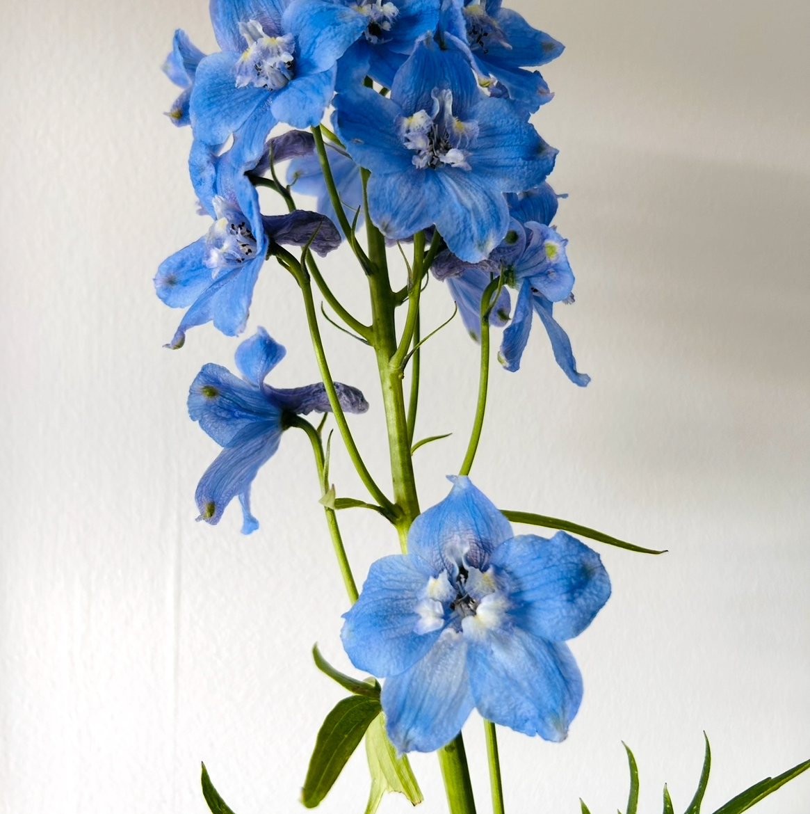 Delphinium Hunky Dory Sky Blue