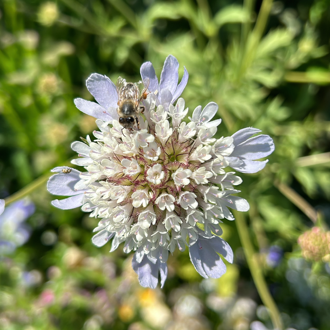 Scabiosa Stellata