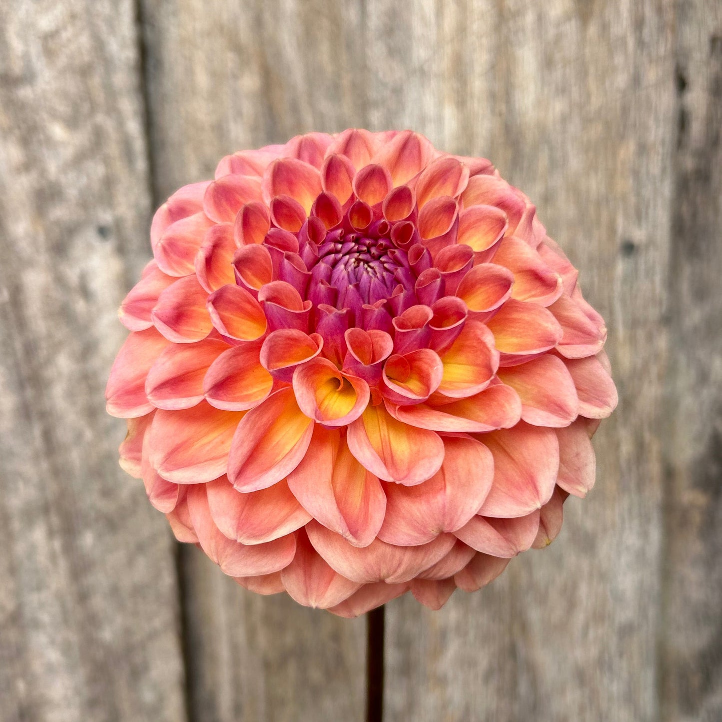 Breannon