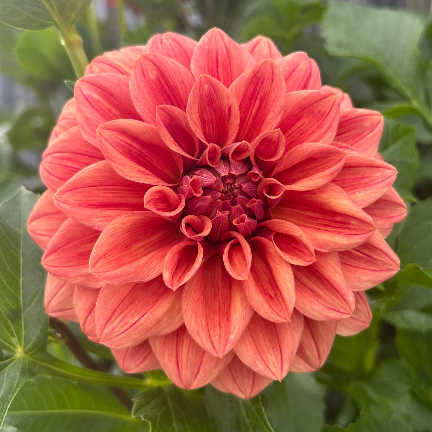 Lileah Russet Rose