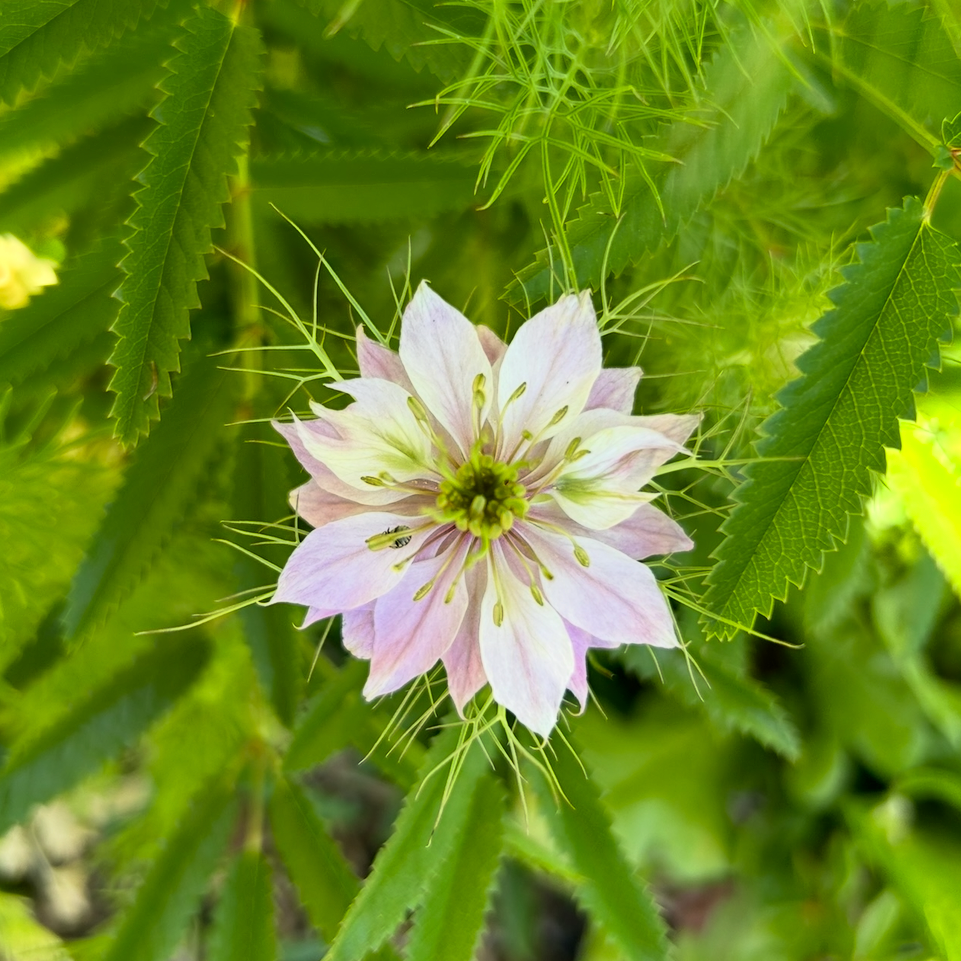 Nigella Mix