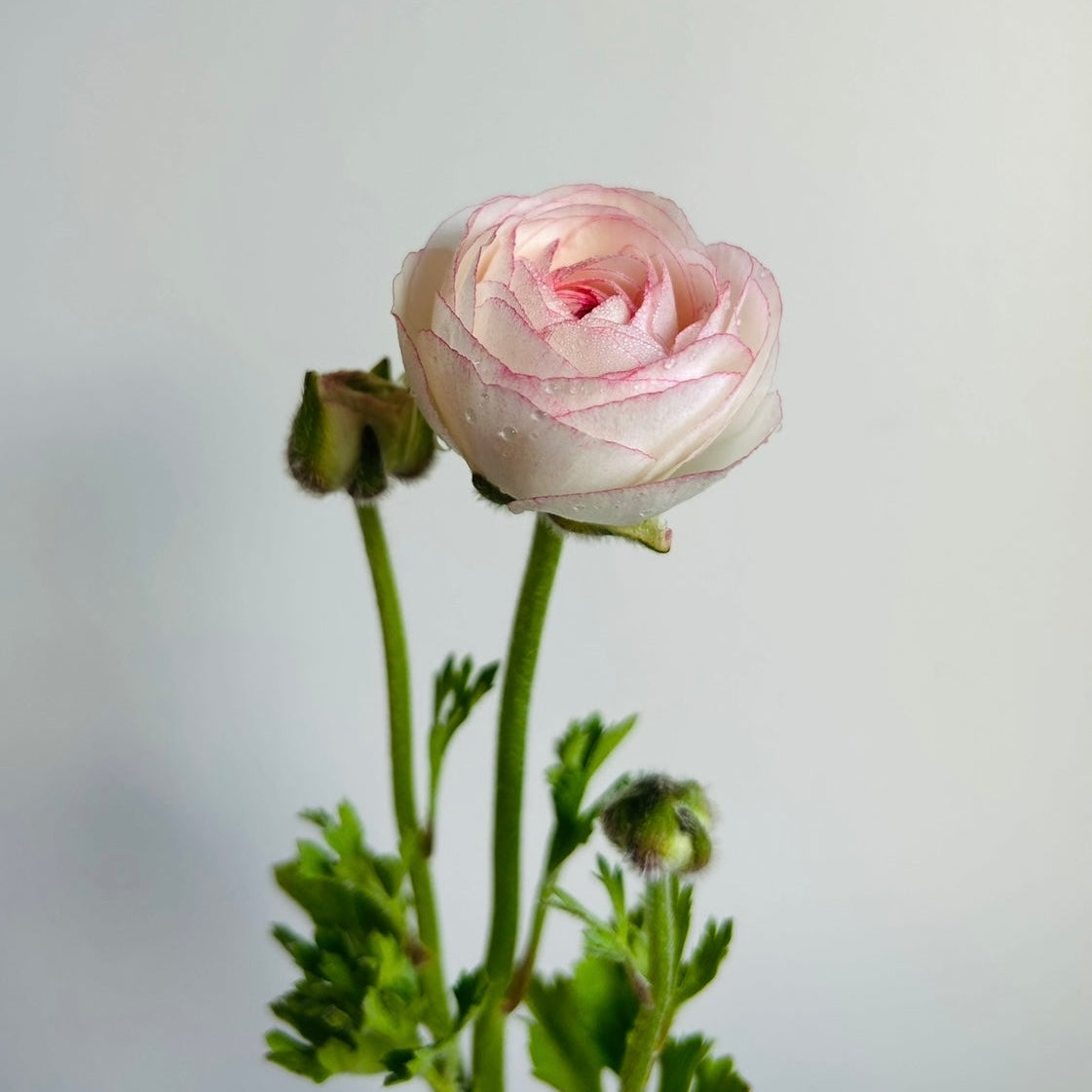 Ranunculus Mix
