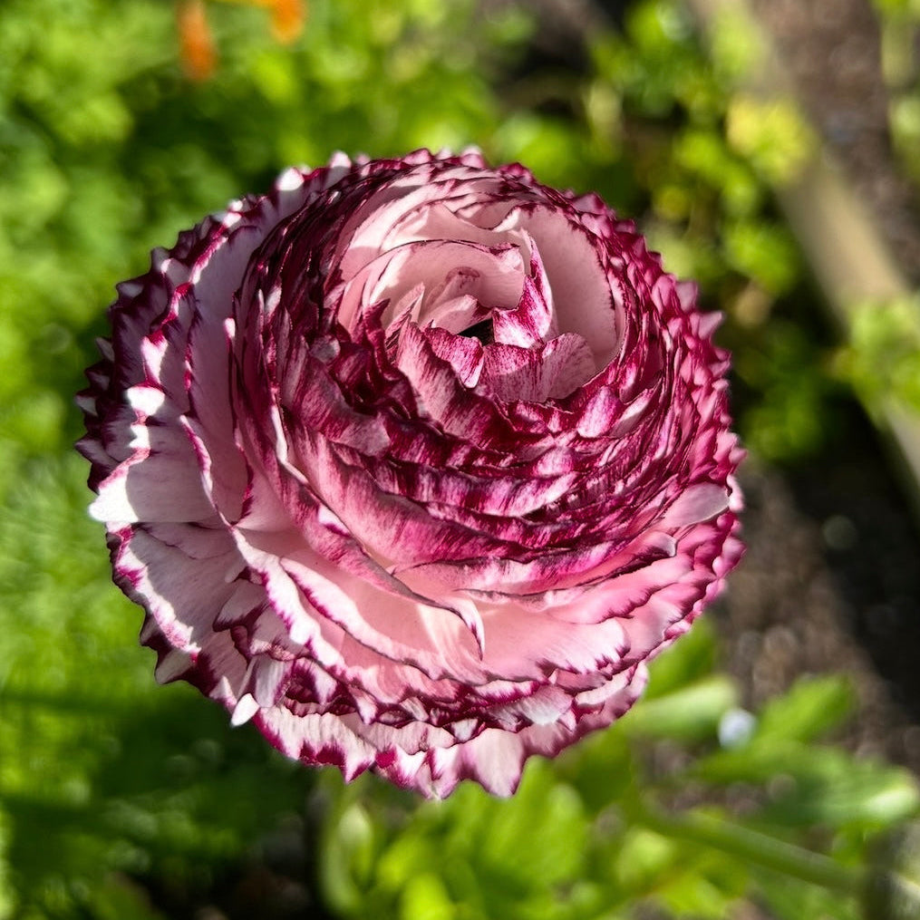 Ranunculus Bianco Striato