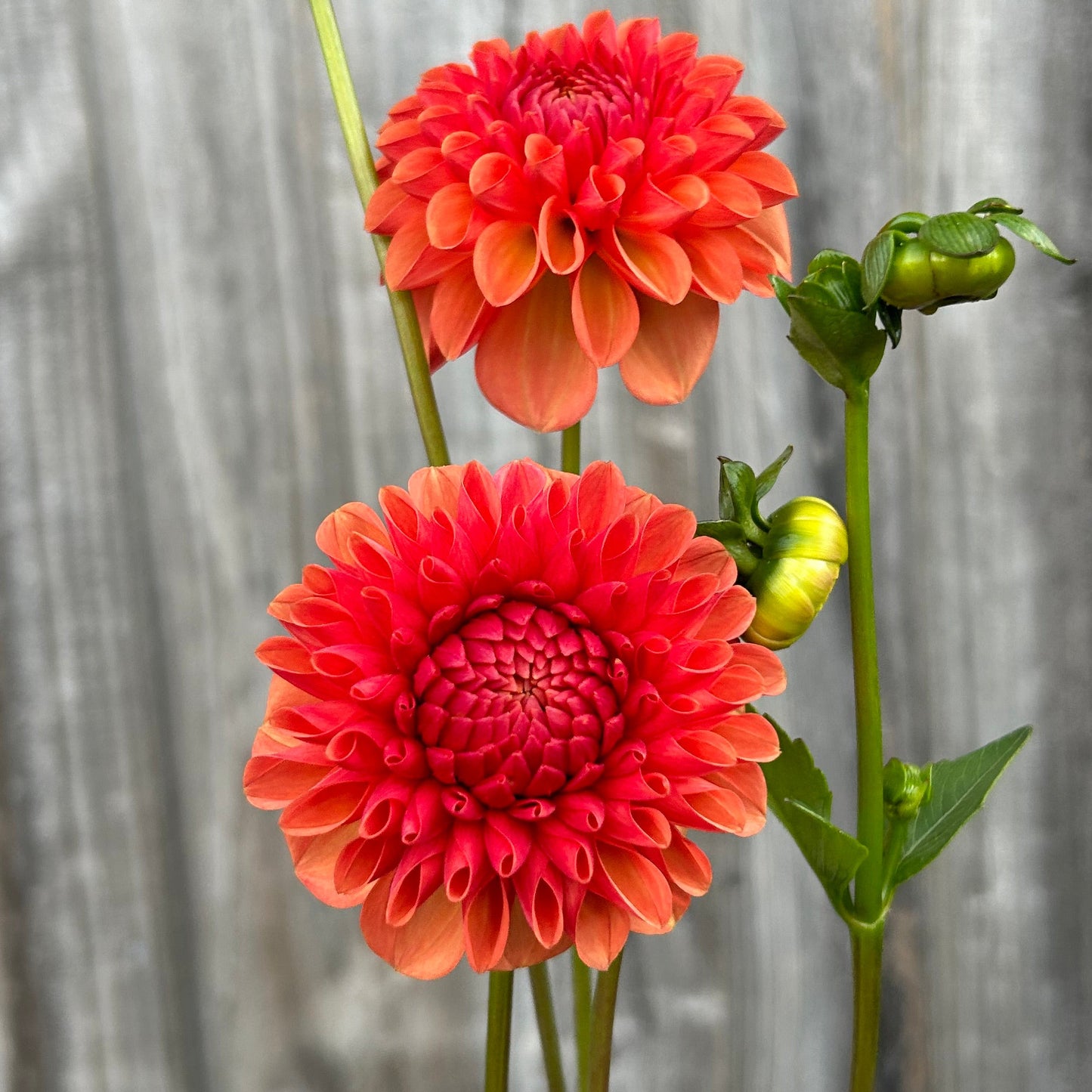 Florelie Angostura