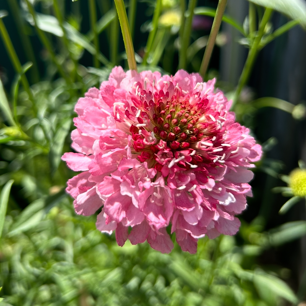 Scabiosa Salmon Rose