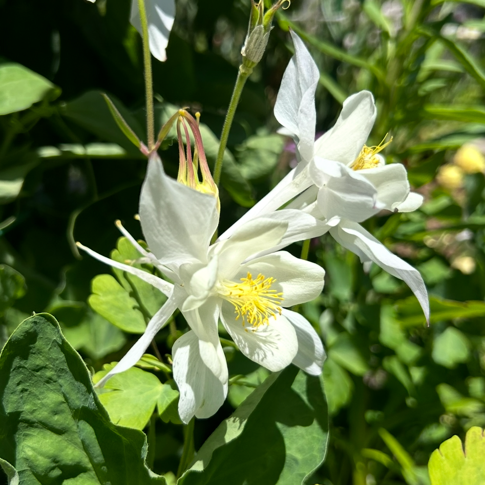 Aquilegia McKana Giant White