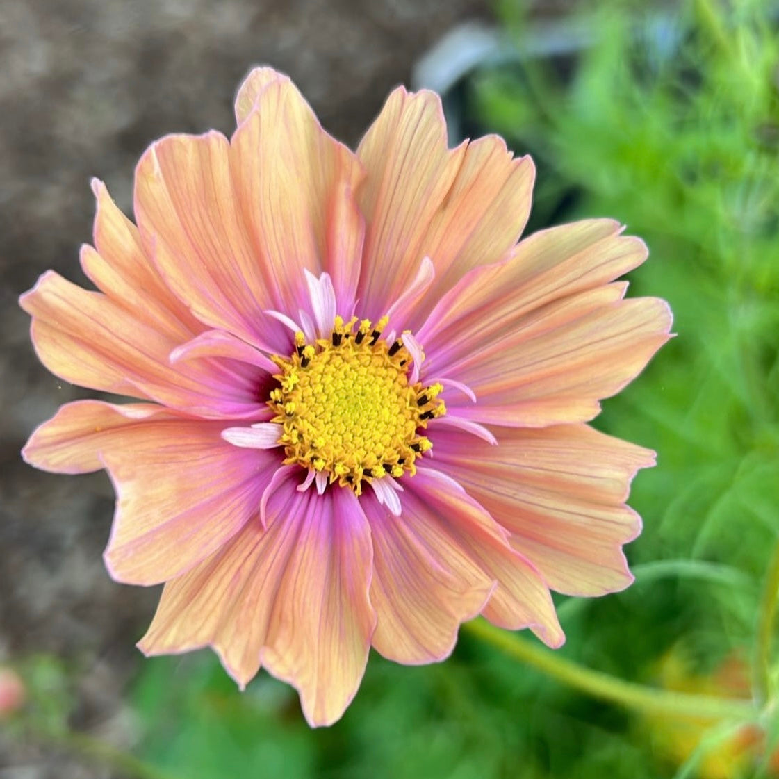 Cosmos Apricotta