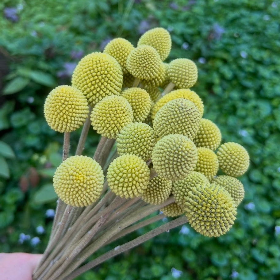 Billy Buttons