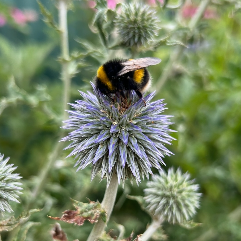 Echinops Blue Glow