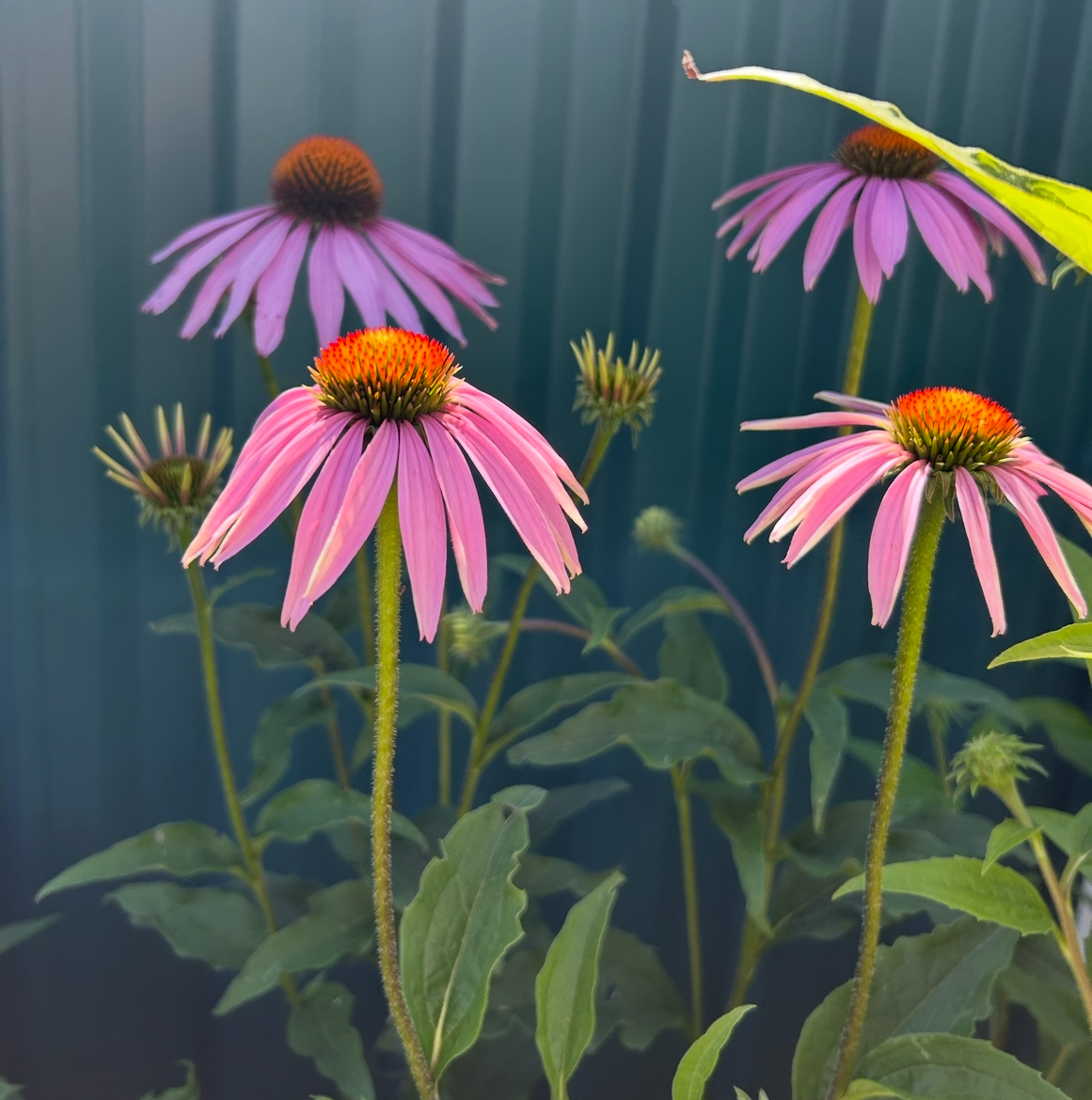 Echinacea Purple