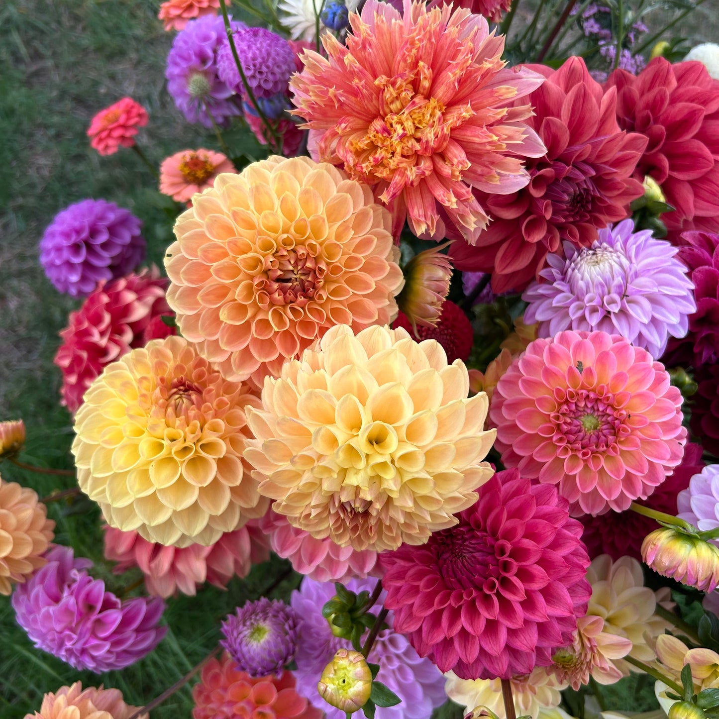 Mystery Box of Dahlia Tubers