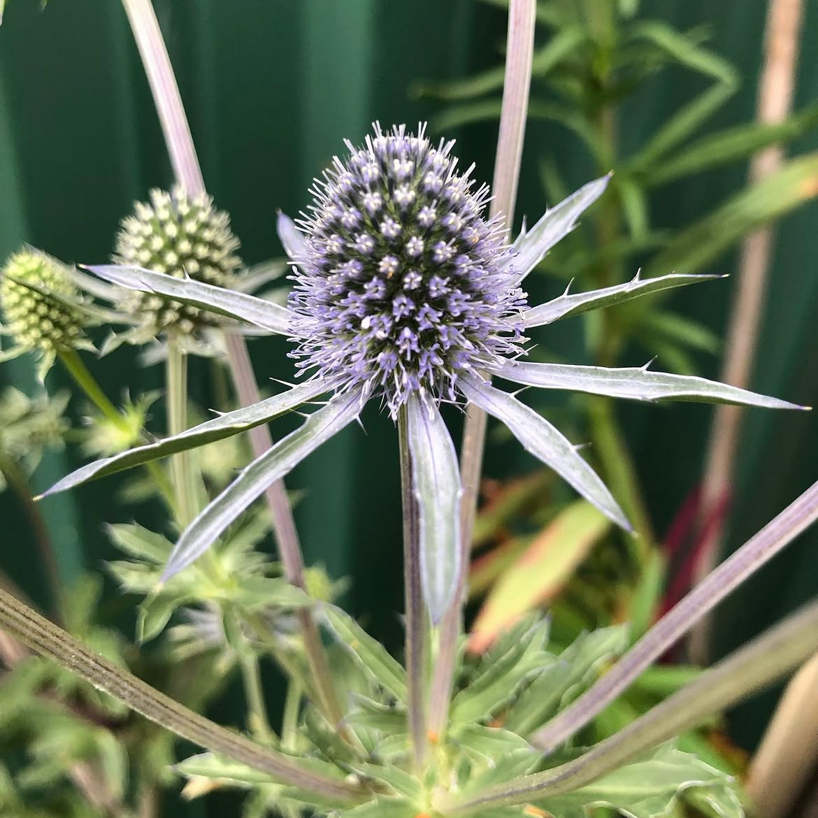 Sea Holly Deep Blue