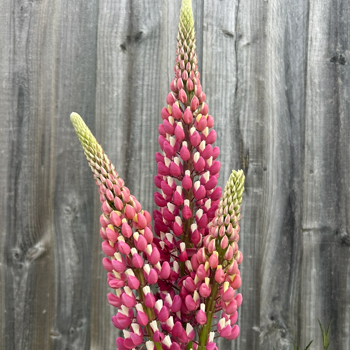 Lupin Pastel Mix