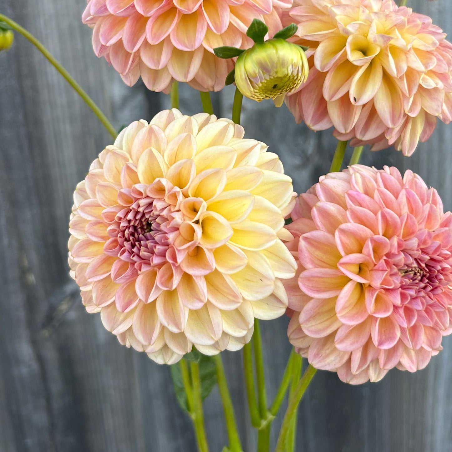 Florelie Harmony