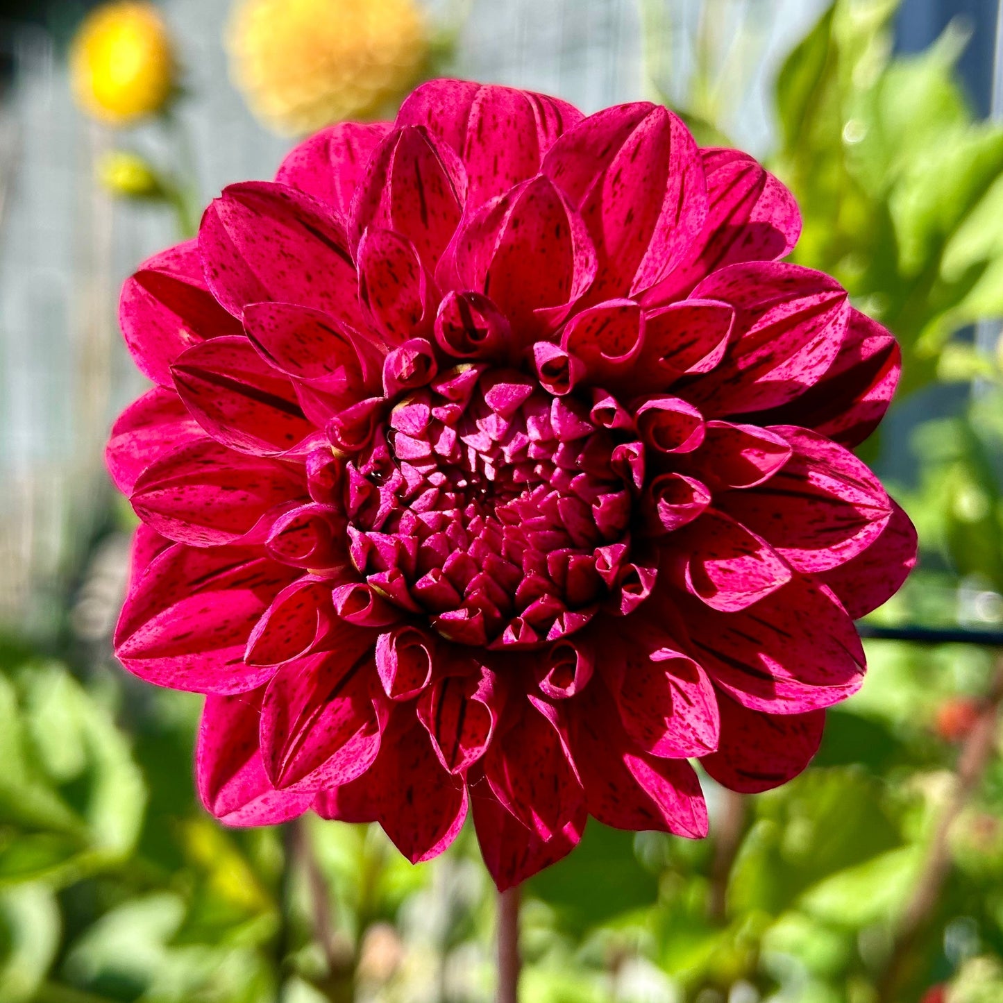 Florelie Morello