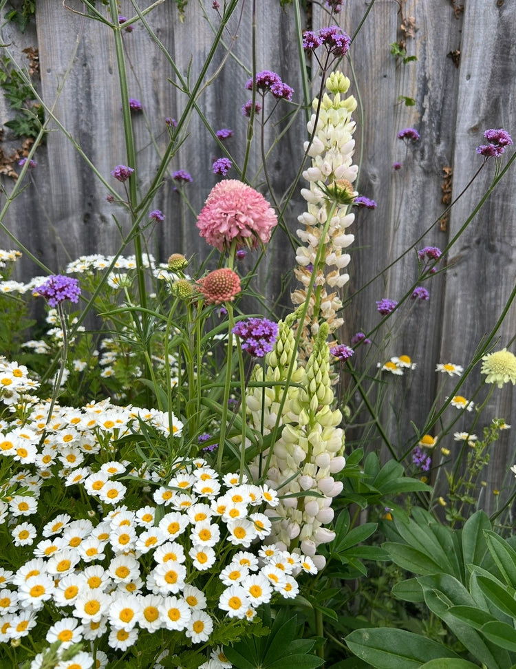 plants