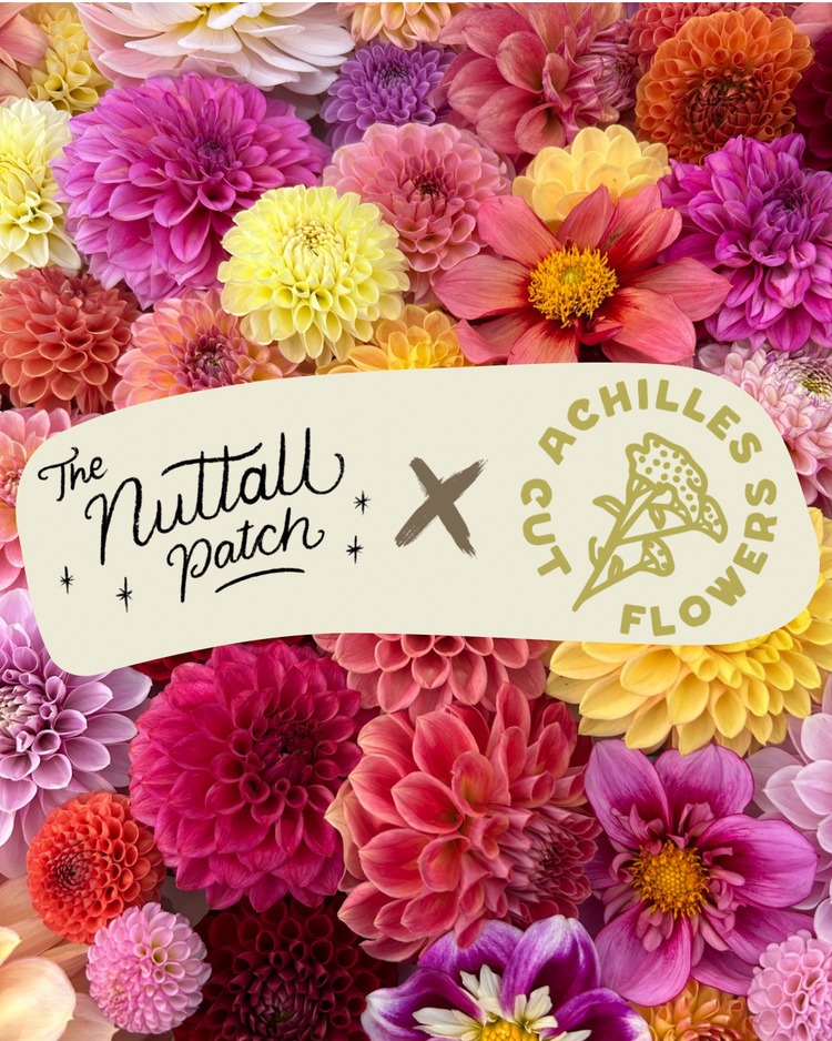 dahlia tubers
