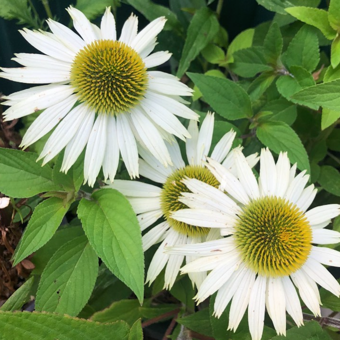 Echinacea White Swan