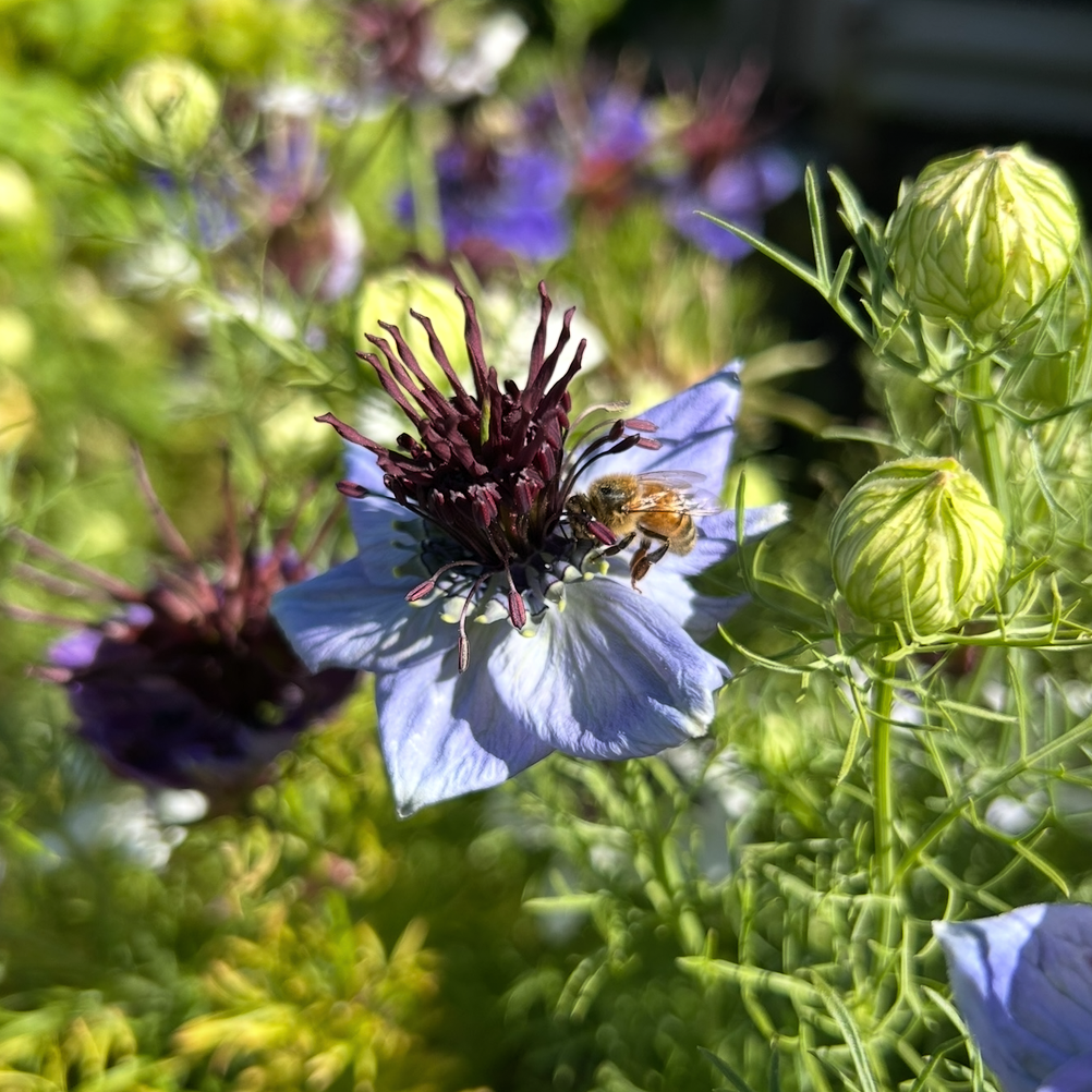 Nigella Starry Night Mix