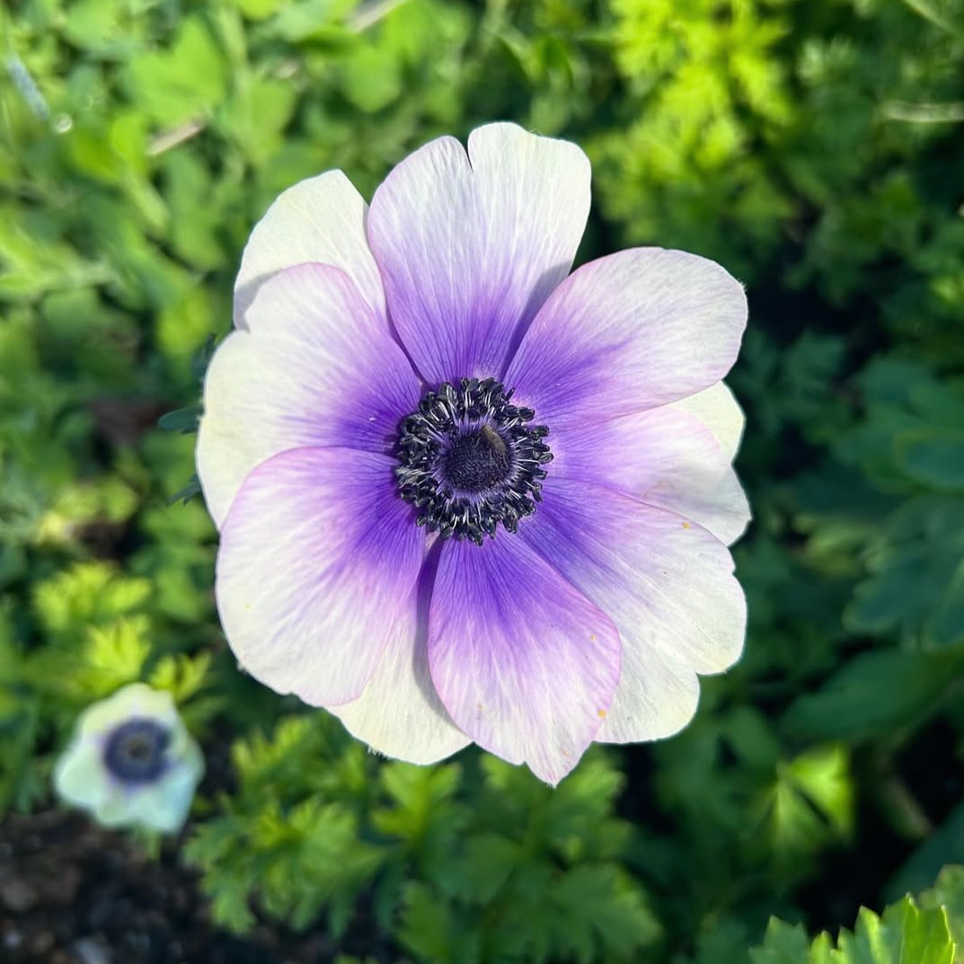Anemone Mix