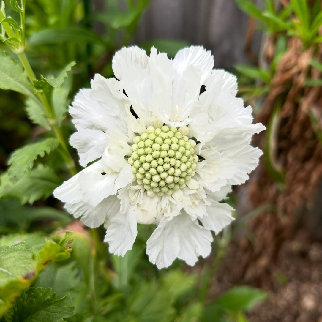 Scabiosa Fama White