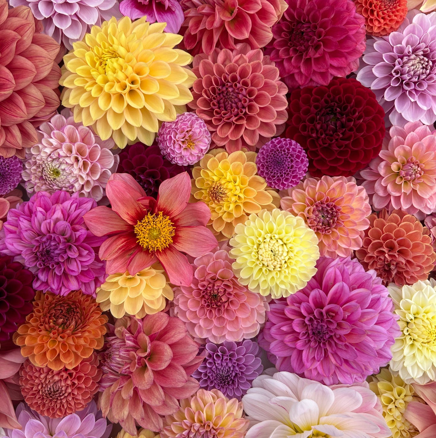 Mystery Box of Dahlia Tubers
