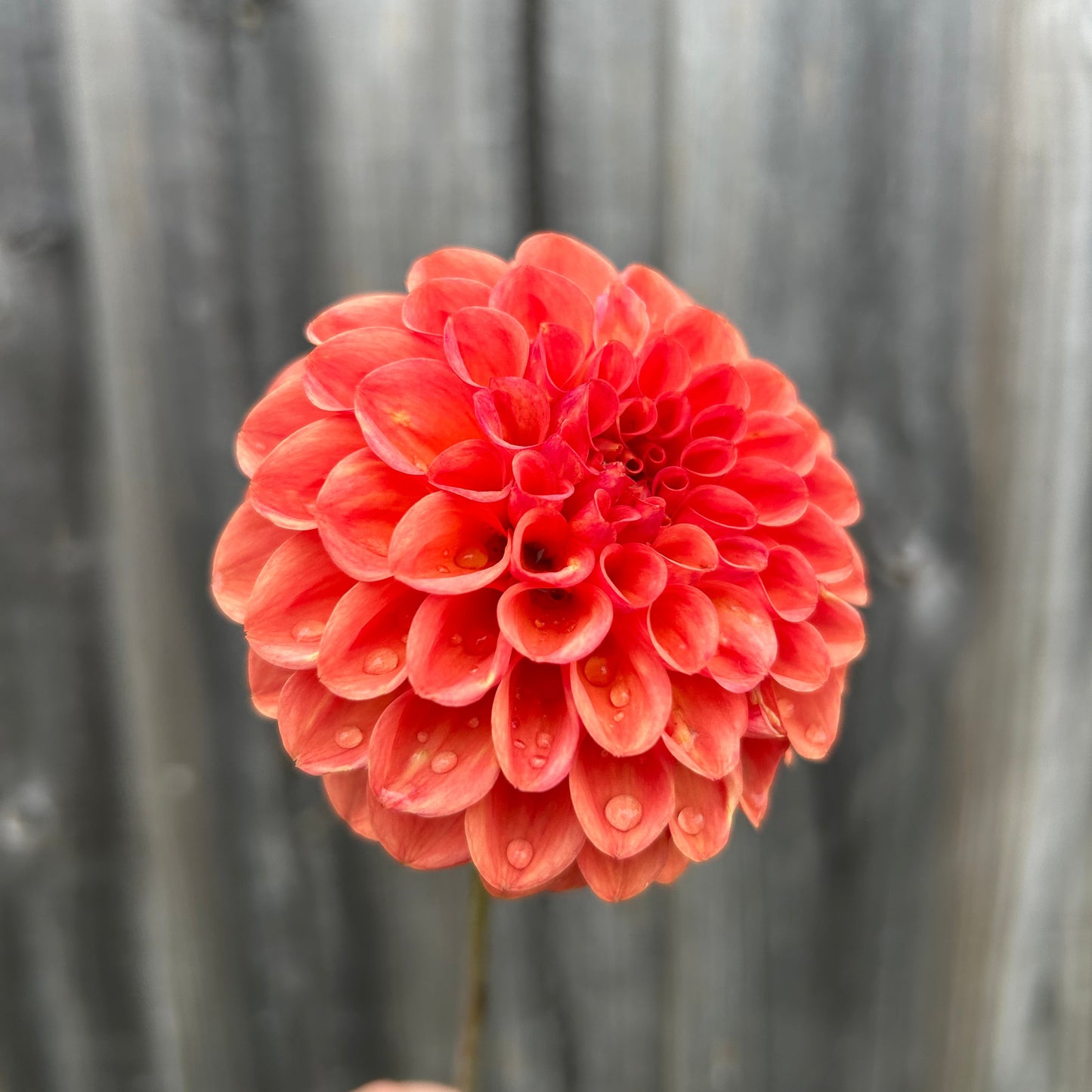 Florelie Angostura