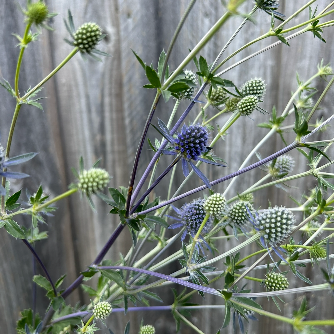 Sea Holly Deep Blue
