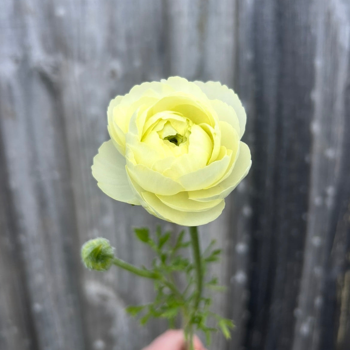 Ranunculus Mix