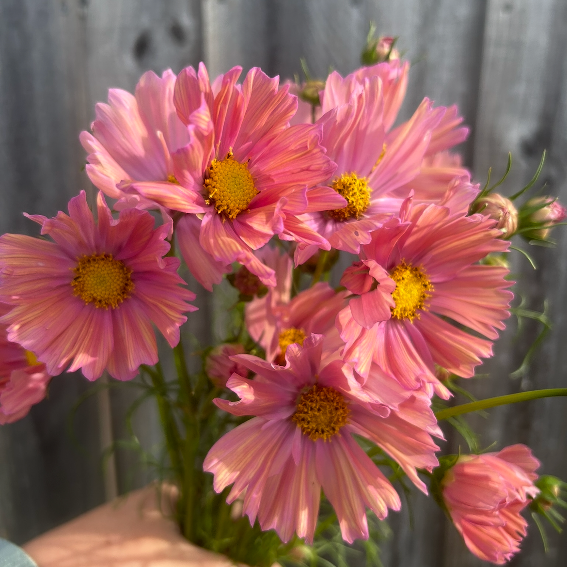 Cosmos Apricotta