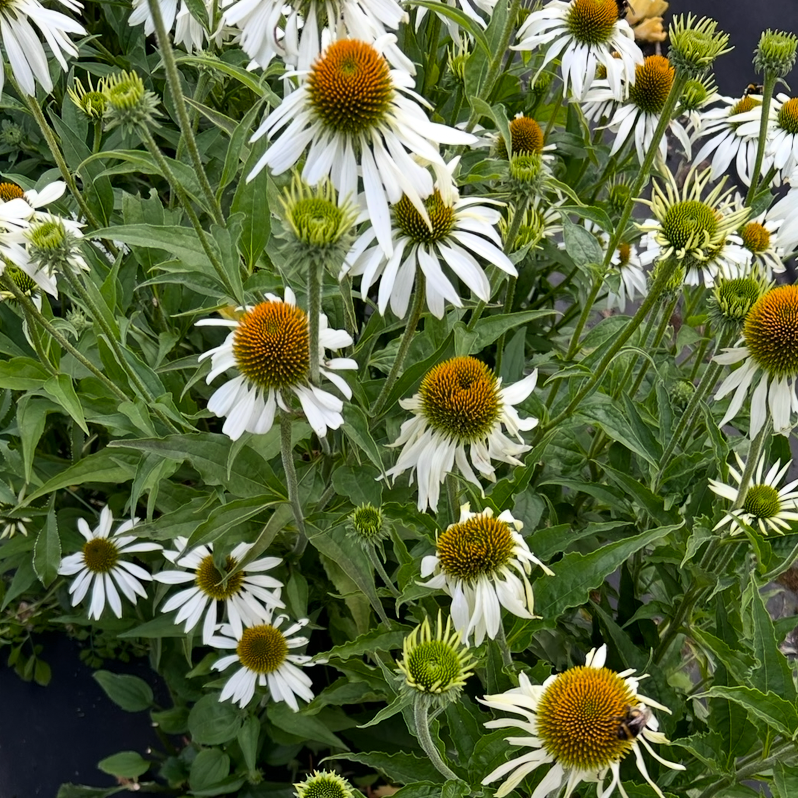 Echinacea White Swan