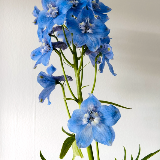 Delphinium Hunky Dory Sky Blue