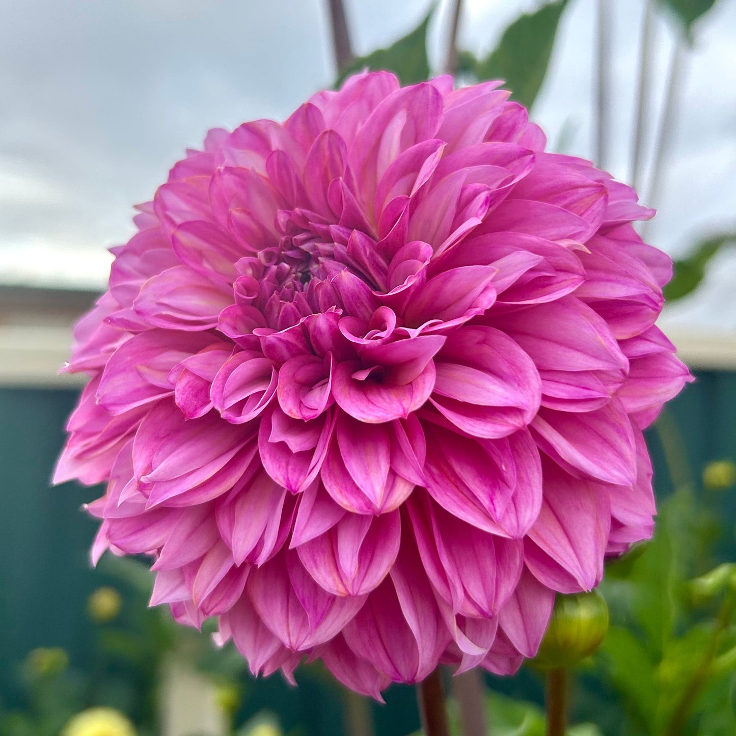 Lileah Pink Petticoats