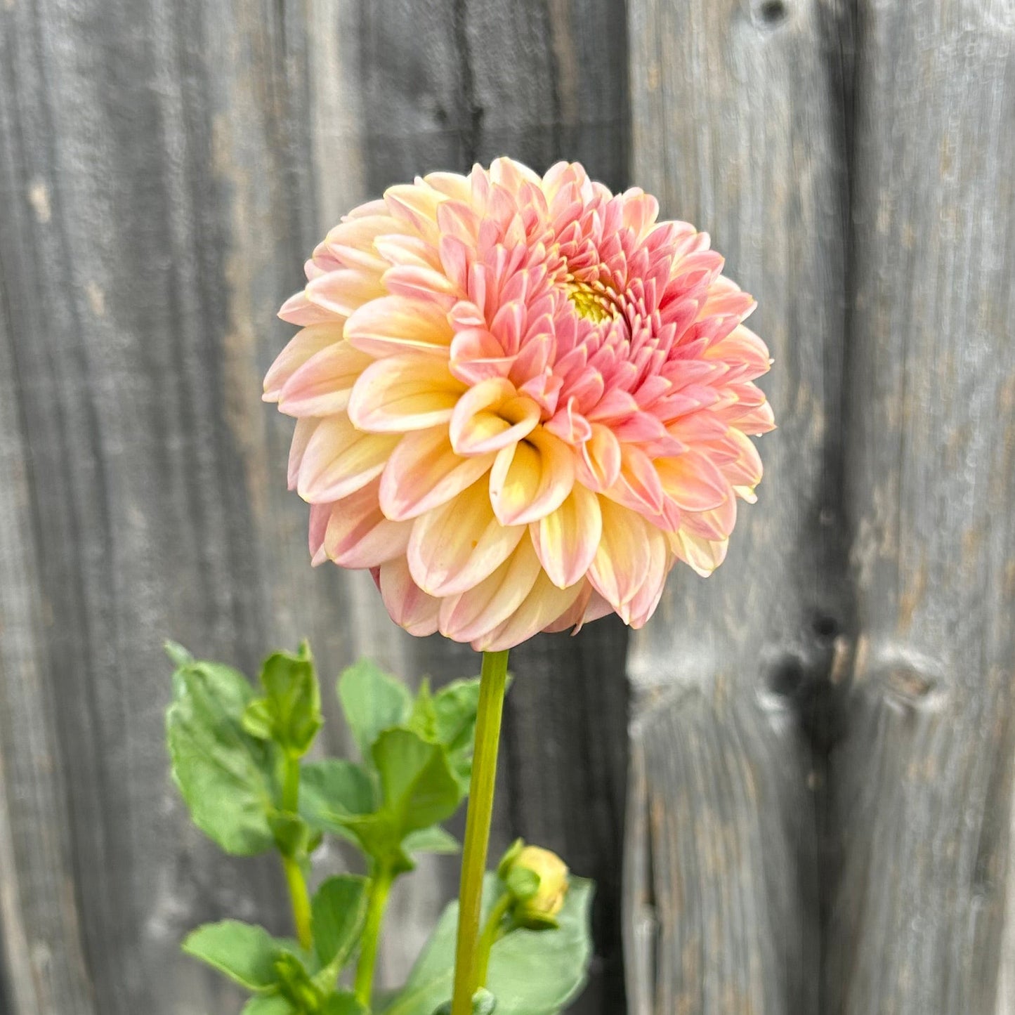 Florelie Harmony