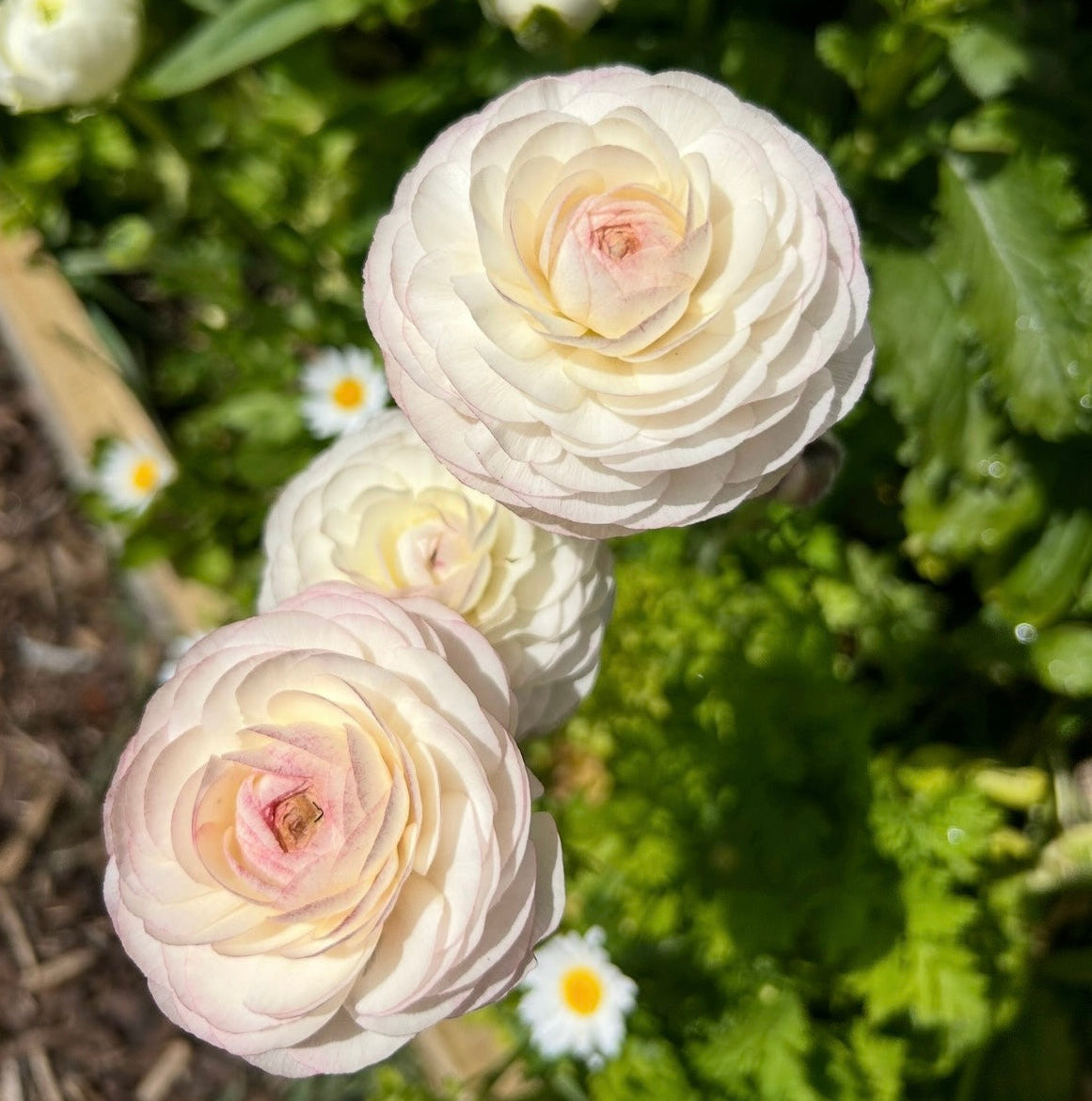 Ranunculus Mix