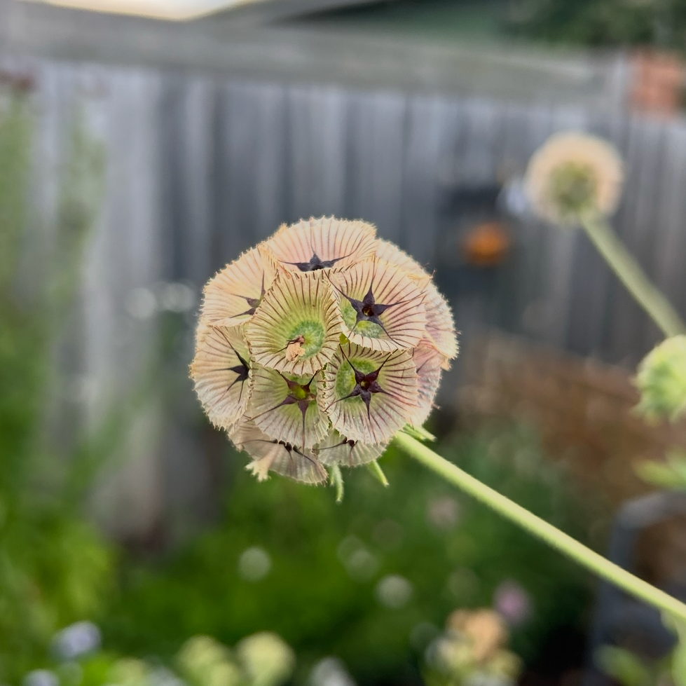 Scabiosa Stellata