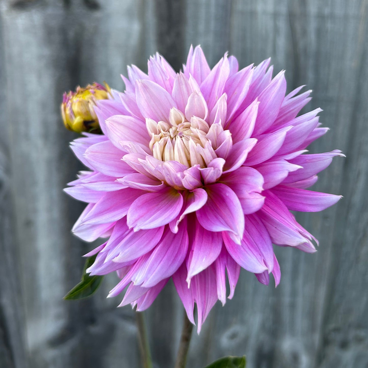 Florelie Tutu
