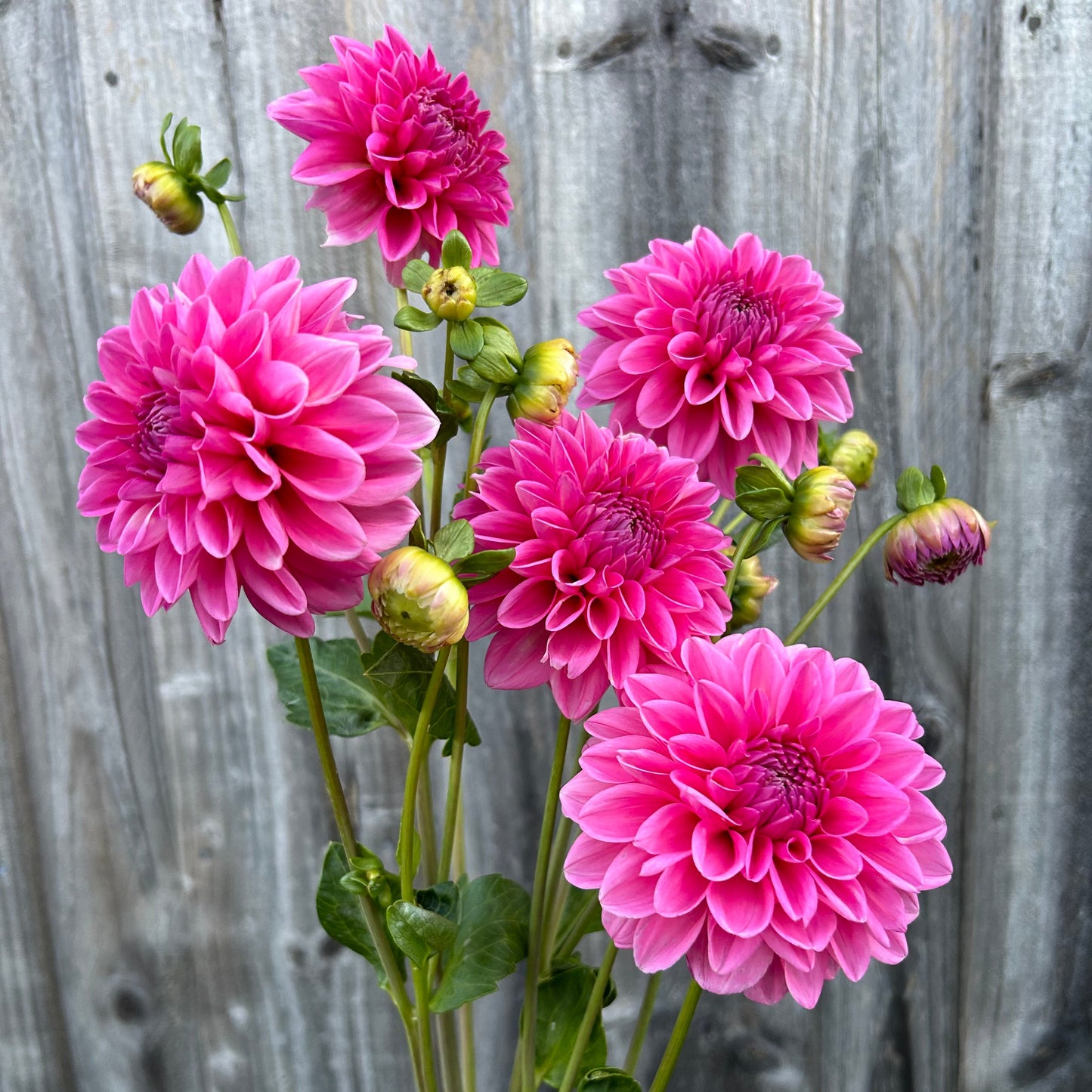 Pink Show
