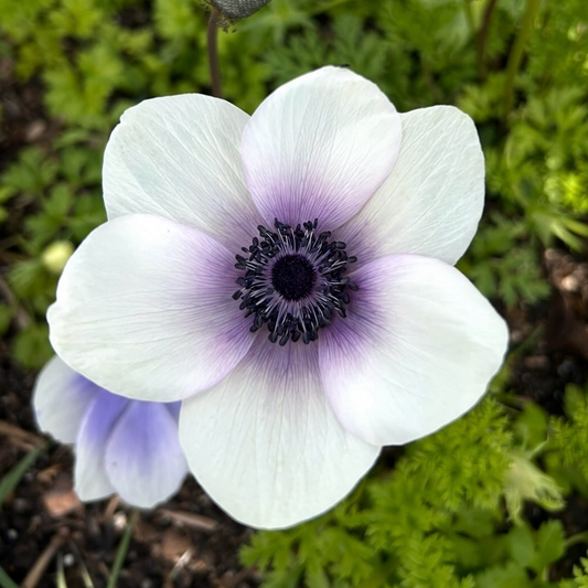 Anemone Mix