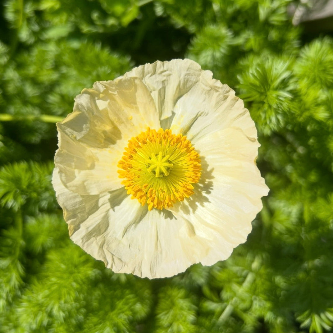 Poppy Pastel Mix