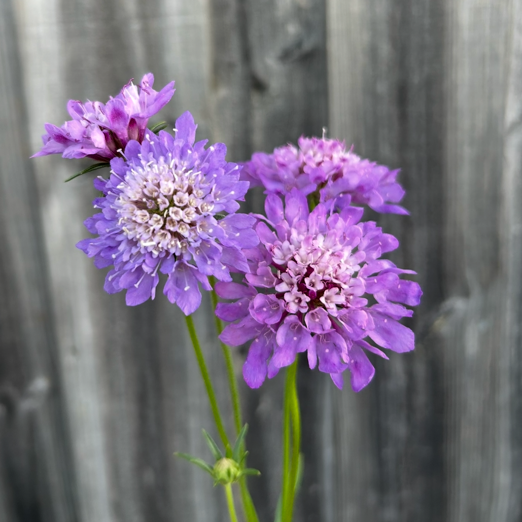 Scabiosa Oxford Blue