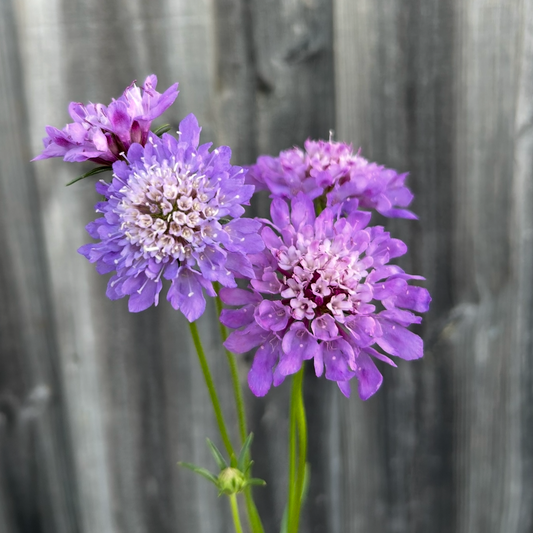 Scabiosa Oxford Blue