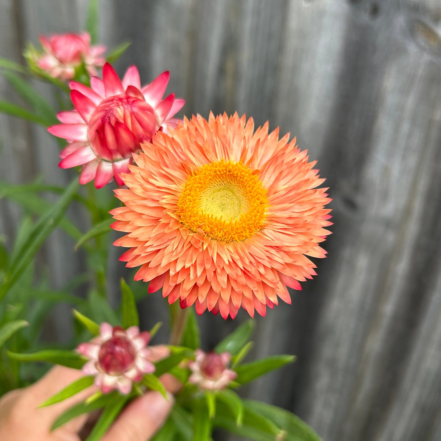 Everlasting Daisy Mix