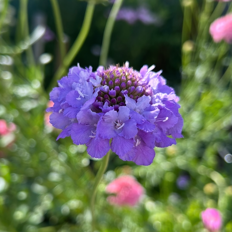 Scabiosa Oxford Blue