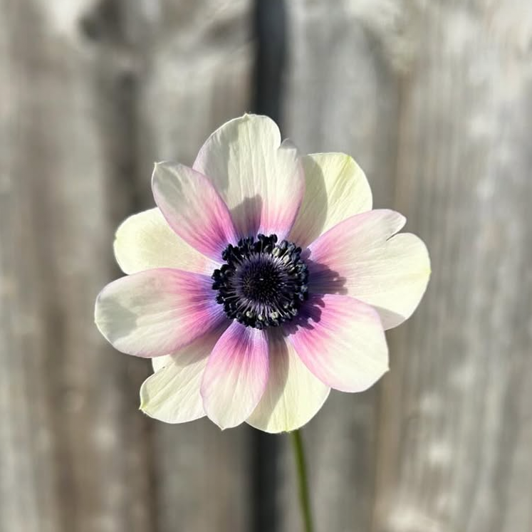Anemone Mix