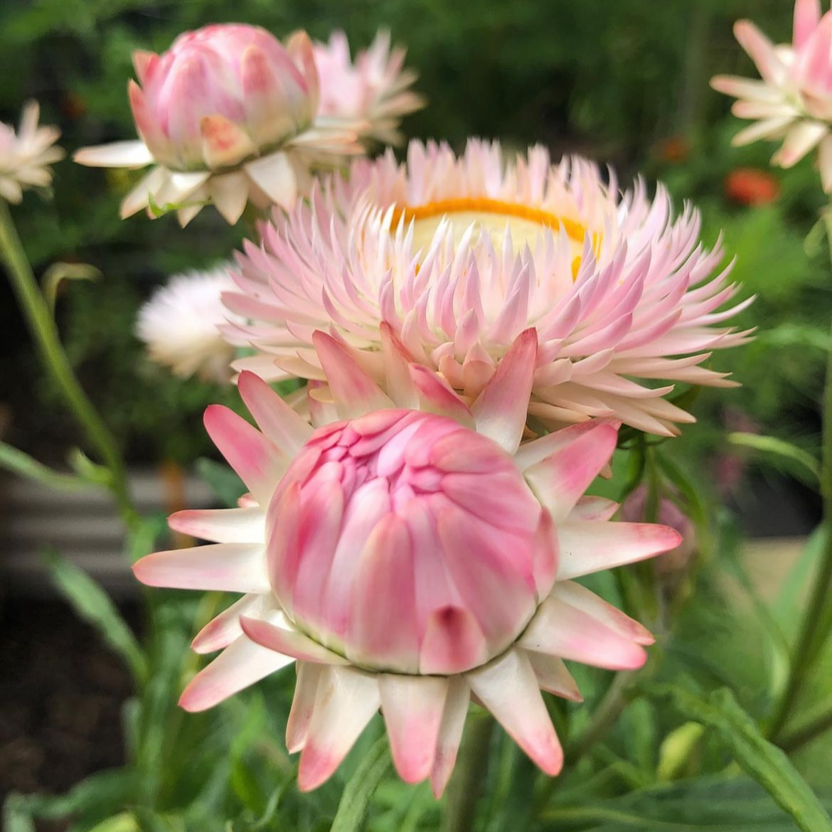 Everlasting Daisy Mix