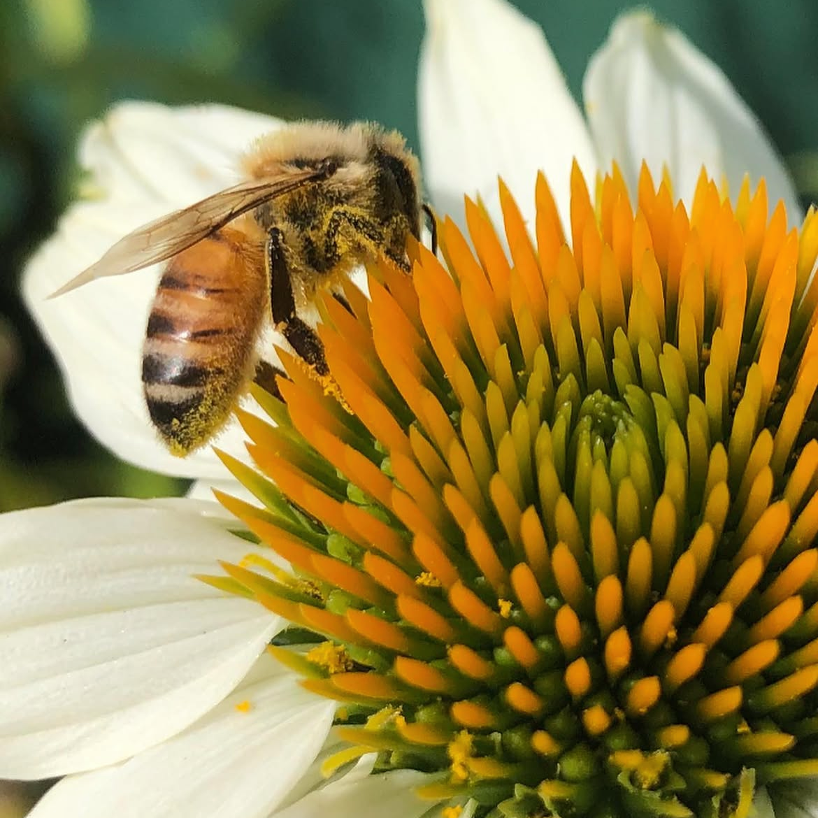 Echinacea White Swan