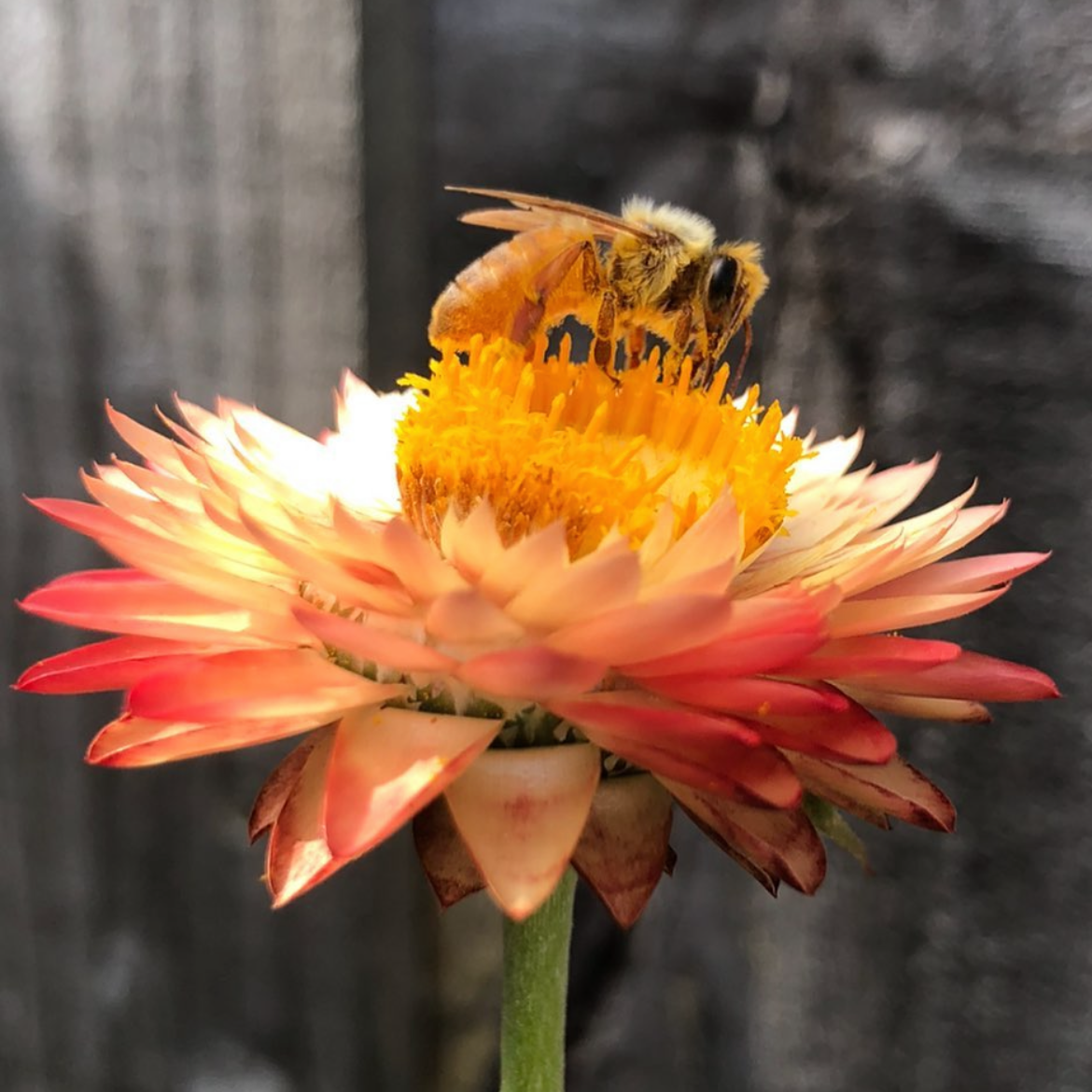 Everlasting Daisy Mix