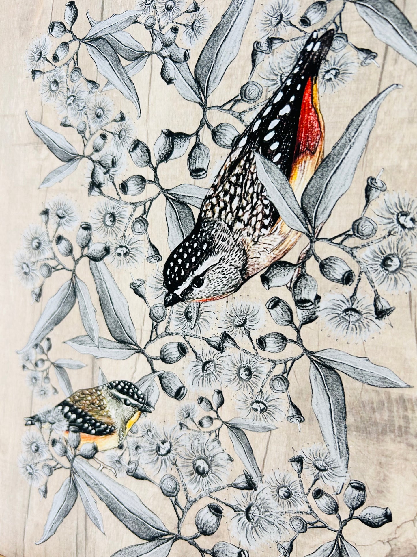Art Print - Spotted Pardalote